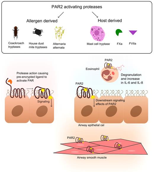 Figure 4. The role of PAR2 in allergic lung inflammation. Different sources of PAR2-activating proteases (both host-derived and allergen-derived) in allergic lung inflammation cause PAR2 activation on eosinophils, airway epithelial cells, and airway smooth muscle. PAR2 has been implicated as the molecular link between these proteases (including FXa and FVIIa) and allergic lung inflammation.