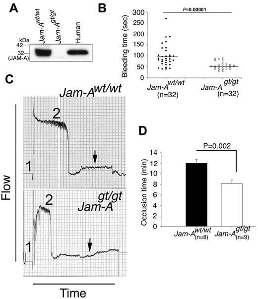 Figure 1. Ablation of Jam-A results in prothrombotic phenotype. (A) Western blot analysis of proteins from Jam-Awt/wt and Jam-Agt/gt platelets. Human platelet lysate was used as a positive control. (B) Tail-bleeding time of Jam-Awt/wt and Jam-Agt/gt mice before genotyping (n = 32). Mean bleeding time is denoted by a horizontal line. (C) Carotid artery blood flow in Jam-Awt/wt and Jam-Agt/gt mice following exposure to 7.5% FeCl3. Shown is the representative flow trace of Jam-Awt/wt and Jam-Agt/gt mice (n = 8). Duration of injury is denoted by no. 1 and the time to occlude is denoted by no. 2. (D) Quantitation of occlusion time from panel C.