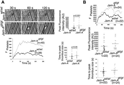 Figure 2. In vivo thrombosis is enhanced in the absence of Jam-A. (A) Fluorescence images of cremaster muscle of Jam-Awt/wt and Jam-Agt/gt mice on in vivo laser-induced injury. Quantitation of peak fluorescence and the thrombus size was analyzed using Intelligent Imaging software (n = 40 injuries). (B) In vivo laser-induced injury assay as in panel A using chimeric mice generated by lethally irradiated Jam-Awt/wt mice receiving BM transplantation from Jam-Agt/gt mice (n = 22 injuries). Quantitation of the data analyzed using Intelligent Imaging software.