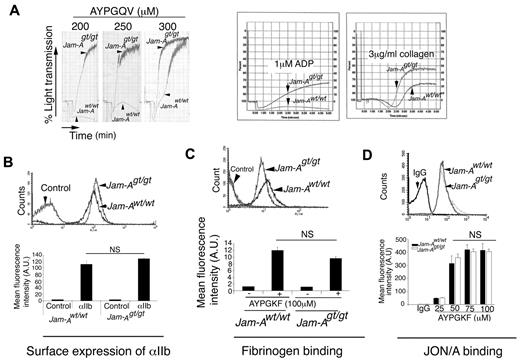 Figure 4. Ablation of Jam-A results in hyperaggregability. (A) Representative aggregation tracings of platelets from Jam-Awt/wt and Jam-Agt/gt mice induced by AYPGQV (PAR 4 peptide), ADP, or collagen as indicated. Experiments were performed at least 3 times independently. (B) Surface expression of integrin αIIbβ3 on Jam-Awt/wt and Jam-Agt/gt platelets as analyzed by flow cytometry. (C) FITC-labeled Fg binding to Jam-Awt/wt and Jam-Agt/gt platelets stimulated with 100μM AYPGKF and analyzed by flow cytometry. (D) Representative flow cytometric histogram of JON/A binding to Jam-Awt/wt and Jam-Agt/gt platelets stimulated with AYPGKF. Quantitation of mean fluorescence intensity of JON/A binding on stimulation with various concentrations of AYPGKF from 3 independent experiments.