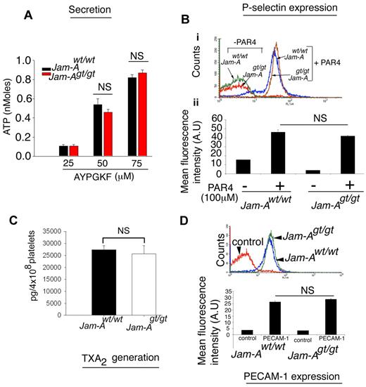 Figure 5. The granular secretion is normal in Jam-Agt/gt platelets. (A) ATP secretion from Jam-Awt/wt and Jam-Agt/gt platelets stimulated by various concentrations of AYPGKF. Quantitation of experiments performed 3 times independently. (B) Flow cytometric histogram of P-selectin exposure on Jam-Awt/wt and Jam-Agt/gt platelets stimulated with 100μM AYPGKF for 10 minutes. Quantitation of mean fluorescence intensity normalized over control IgG from at least 3 independent experiments. (C) Quantitation of thrombin (0.1 U/mL)–induced TxA2 generation in Jam-Awt/wt and Jam-Agt/gt platelets (n = 3). (D) Flow cytometric histogram of PECAM-1 expression on Jam-Awt/wt and Jam-Agt/gt platelets. Quantitation of mean fluorescence intensity was normalized over control IgG from at least 3 independent experiments.