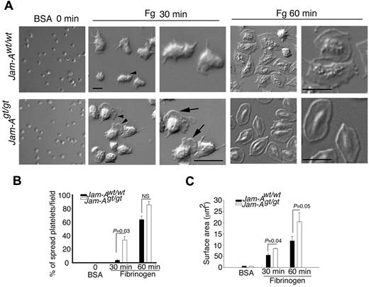Figure 6. Absence of Jam-A promotes platelet spreading on immobilized Fg. (A) Representative DIC images of Jam-Awt/wt and Jam-Agt/gt platelets spread on immobilized Fg. BSA was used as a control. Zoomed views are indicated with arrowheads. (B) Quantification of the percentage of fully spread platelet on immobilized Fg compared with BSA. At least 100 individual platelets per view in triplicate for each time point were analyzed. Data shown are the quantification from at least 3 independent experiments. (C) Platelet surface area from panel A. Quantitation of > 50 platelets in a given view in triplicate were analyzed from at least 3 independent experiments.