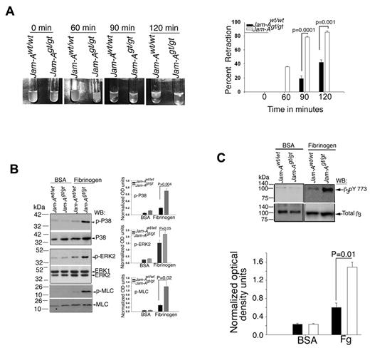 Figure 7. Ablation of Jam-A results in enhanced integrin outside-in signaling. (A) Photographs of clot retraction using washed Jam-Awt/wt and Jam-Agt/gt platelets. Quantitation of the percentage of clot retraction from 3 independent experiments. (B) Western blots of protein lysates from Jam-Awt/wt and Jam-Agt/gt platelets exposed for 1 hour to immobilized Fg or BSA and probed with anti-phospho-specific p38 or anti-p38, or anti-phospho-specific Erk2 or anti-Erk2, or anti-phospho–specific myosin light chain or anti–myosin light chain. Quantitation of normalized optical density of 3 independent experiments. (C) Western blots of protein lysates from panel A probed using anti-phospho–specific β3Y773 or anti-β3. Quantitation of normalized optical density of 3 independent experiments.