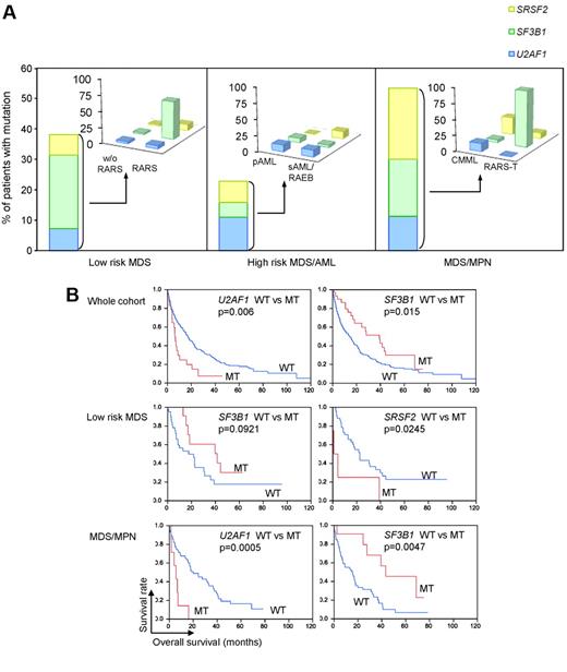 Figure 2. Frequency and phenotypic association of spliceosomal mutations in myeloid malignancies. (A) In the entire cohort (n = 310), a total of 88 mutations in the spliceosome pathway components U2AF1, SF3B1, and SRSF2 were observed in every subtype of myeloid malignancies, except for MPN. In low-risk MDS, SF3B1 mutations were most frequent among the 3 genes. In particular, SF3B1 was mutated in 15 of 20 cases of RARS (60%). In the high-risk MDS and AML group, U2AF1 mutations were most frequent (15 of 139; 10.8%). In the MDS/MPN group, SRSF2 was most frequently mutated (13 of 46; 28.2%), whereas SF3B1 is mutated at a high frequency in RARS-T (10 of 11; 90.1%). (B) Effect of spliceosomal mutations on clinical outcomes. In the entire cohort, patients with U2AF1 mutations (MT) had worse OS, compared with WT, but SF3B1 mutations made OS significantly shorter. In low-risk MDS, mutation of SF3B1 was a good prognostic factor, but SRSF2 mutations are associated with worse prognosis. In MDS/MPN, patients with mutated U2AF1 had a shorter OS, but SF3B1 mutations were associated with significantly better prognosis. In addition, SRSF2 mutations did not affect outcomes.