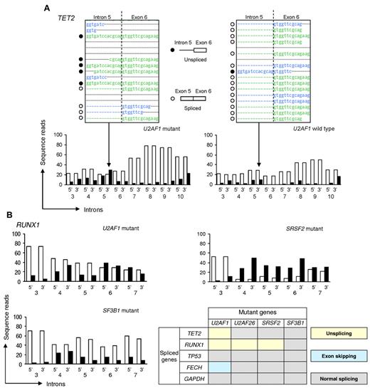 Figure 3. Unsplicing of specific genes because of spliceosomal mutations as detected by deep RNA sequencing. Next-generation–based RNA deep sequencing was used to quantitatively study splicing patterns. (A) The top panel shows the intron 5 and exon 6 boundary of TET2 (dotted line). Five reads correspond to transcripts that were not spliced (unspliced) and 4 were spliced at this boundary. The bottom panel shows read counts at the 5′ and 3′ splice sites of each intron (3-10) of TET2. White and black bars indicate the number of spliced and unspliced reads, respectively. In a case of AML with a U2AF1 mutation, more unspliced than spliced reads were observed at the 3′ splice site of intron 5 (left panel), probably because of a loss of spliceosome function. However, unspliced RNAs were less frequent than spliced RNAs in WT RNA sequencing (right panel). (B) At both the 3′ and 5′ splice sites of RUNX1 intron 6, unspliced reads were more frequent than spliced reads in AML cases with U2AF1 and SRSF2 mutations. However, there were fewer unspliced transcripts at the same site in WT and SF3B1 mutant samples. Splicing abnormalities in the selected genes are summarized (bottom right), including the results presented in detail in supplemental Figures 7 and 8.