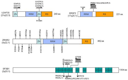 Figure 1. Localization of mutations identified in splice genes. Each mutation is shown with a circle. ● represents confirmed somatic mutations; and colored boxes, known domain structures. ZN indicates zinc finger; RRM, RNA recognition motif; RS, arginine-serine-rich domain; and HD, HEAT domain.