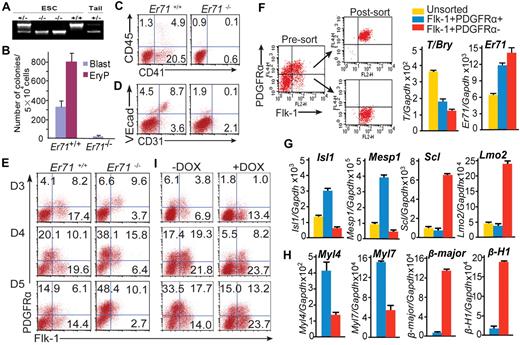 Figure 1. ER71 regulates Flk-1+PDGFRα− hemangiogenic and Flk-1+PDGFRα+ mesoderm development. (A) PCR genotyping is shown for Er71+/+, Er71+/−, and Er71−/− ES cells and tail DNA from Er71+/− mice. (B) Er71+/+ and Er71−/− EBs were subjected to blast colony-forming cells (day 3) and primitive erythroid colony (Eryp) replating (day 4). (C-D) Day 6 Er71+/+ and Er71−/− EBs were analyzed for the expression of hematopoietic and endothelial cell markers. Numbers indicate the percentage of live cells gated within each quadrant. (E) Er71+/+ and Er71−/− EBs were analyzed for Flk-1 and PDGFRα expression at the indicated times. Representative results from 9 experiments are shown. (F-G) Flk-1+PDGFRα+ and Flk-1+PDGFRα− cell populations were sorted from day 3.5 A2 EBs. Expression of T/Brachyury (T/Bry) and Er71 (F) as well as Isl1, Mesp1, Scl, and Lmo2 (G) were analyzed by qRT-PCR. Unsorted day 3.5 EBs were used for comparison. (H) Differentiated progeny cells of the sorted Flk-1+PDGFRα+ and Flk-1+PDGFRα− cell populations cultured on OP9 cells were analyzed by qRT-PCR. (I) Flk-1 and PDGFRα expression in iEr71 EBs (± DOX) were analyzed as in panel E. Data are presented as the means ± SD of at least 4 independent experiments.