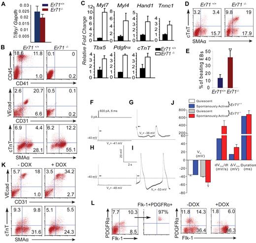Figure 2. ER71 is inhibitory for cardiogenic development. (A) T/Brachyury (T/Bry) expression in sorted Flk-1+ mesoderm from day 3.5 Er71+/+ or Er71−/− EBs. (B) Flk-1+ mesoderm was sorted as in panel A and plated on OP9 cells. Cells were analyzed for CD41, CD45, CD31, and VE-cadherin (day 4) or cTnT and α-SMA expression (day 6). Representative results from 5 independent experiments are shown. (C) Flk-1+ mesoderm was sorted as in panel A, cultured on OP9, and analyzed for gene expression after 6 days. Expression levels relative to Gapdh are shown as means ± SD (n = 3). (D) Intracellular cTnT and SMAα staining of day 8 Er71+/+ and Er71−/− EBs are shown. (E) The frequency of Er71+/+ and Er71−/− EBs exhibiting spontaneous beating. Data shown are means ± SD (n = 3). **P < .05 compared with Er71+/+ EBs. (F-J) Increased electrophysiological activities in spontaneously beating clusters from Er71−/− EBs. Whole-cell current clamp recordings were obtained from spontaneously beating clusters in day 8 Er71+/+ and Er71−/− EBs. Vm in Er71+/+ (F) and Er71−/− (H) EBs, and maximal rates of rise of the spontaneous membrane depolarizations (dVmax/dt) and membrane depolarization amplitudes (ΔVmax) in Er71+/+ (G) and Er71−/− (I) EBs were measured. Mean values ± SEM are summarized in panel J. (K) iEr71 ES cells were differentiated in the presence (+DOX) or absence (−DOX) of DOX. Flk-1+ mesoderm was sorted and cultured on OP9. Cells were analyzed for CD31, VE-cadherin, cTnT, and SMAα expression, as described in panel B. (I) Flk-1+PDGFRα+ cells were sorted from day 3 iEr71 EBs and re-aggregated in the presence or absence of DOX. Flk-1 and PDGFRα expression were analyzed after 24 hours.