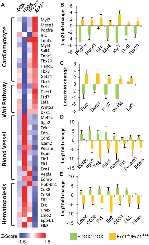 Figure 3. Global gene-expression analysis of hemangiogenic versus cardiogenic Flk-1+ mesoderm. (A) Flk-1+ cells were sorted from day 3 Er71+/+, Er71−/−, and iEr71 EBs (± DOX, DOX was added from days 2-3) and subjected to microarray analysis. Representative clusters of the indicated lineage-specific genes are shown in the heat map. Red shading indicates increased expression and blue shading indicates decreased expression. (B-E) Expression of the indicated genes was validated by qRT-PCR in Flk-1+ mesoderm prepared as in panel A.