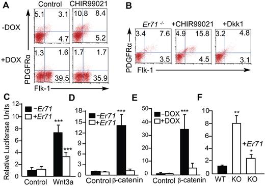Figure 4. ER71 inhibits canonical Wnt signaling. (A) iEr71 ES cells were differentiated in the absence (Control) or presence (+CHIR99021, 1μM) of CHIR99021 from days 2-3 of differentiation, either with (+DOX) or without (−DOX) DOX from days 2-3 of differentiation. Flk-1 and PDGFRα expression were analyzed at day 3. (B) Er71−/− ES cells were differentiated and treated with CHIR99021 or DKK1 from day 2. Flk-1 and PDGFRα expression was analyzed at day 3. (C-D) ST2 cells were cotransfected with Lef1-luciferase ± MSCV-Er71 and ± Wnt3a conditioned medium (C) or ± β-catenin expression vector (D). Luciferase activity was measured 48 hours later. Firefly luciferase activity was normalized by Renilla luciferase activity. (E) Flk-1+ mesoderm sorted from iEr71 EBs was cotransfected with Lef1-luciferase and β-catenin. DOX was added to culture and luciferase activity was measured 48 hours later. (F) Flk-1+ mesoderm sorted from Er71+/+ and Er71−/− EBs were cotransfected with Lef1-luciferase ± MSCV-Er71. Luciferase activity was measured 48 hours later. Data are presented as the means ± SD of at least 4 independent experiments. *P < .05; **P < .01; *** P < .001.