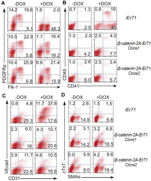 Figure 5. Coexpression of β-catenin in the context of ER71 overexpression rescues cardiogenesis. (A-D) iEr71 and iβ-catenin-2A-Er71 ES cells were differentiated with (+DOX) or without (−DOX) DOX from days 2-3 of differentiation and analyzed for Flk-1 (A) and PDGFRα on day 3.25 (note that there is a great increase in cells expressing Flk-1 and PDGFRα from day 3-3.25 compared with Figure 1I), CD41 and CD45 on day 6 (B), VE-cadherin and CD31 on day 6 (C), and cTnT and SMAα on day 8 (D). Data are presented as means ± SD of at least 3 independent experiments.