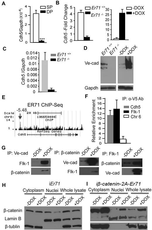 Figure 6. ER71 up-regulates VE-cadherin expression, which forms a VE-cadherin/ β-catenin/Flk-1 complex. (A) Cdh5 gene expression is shown in Flk-1+PDGFRα+ (DP) and Flk-1+PDGFRα− (SP) cell populations. (B-C) qRT-PCR analyses of Cdh5 gene expression in Er71+/+, Er71−/−, and iEr71 EBs (± DOX, with DOX during days 2-4) on day 4 (B; n = 4) and embryonic day 9.5 heart trunk region of Er71+/+ and Er71−/− embryos (n = 12; C). (D) Western blot analyses of VE-cadherin expression in day 4 Er71+/+, Er71−/−, or iEr71 EBs (± DOX, with DOX during days 2-4). (E) ER71 ChIP-Seq peaks in the Cdh5 gene region. The number of ChIP-Seq–aligned tags near the mouse Cdh5 gene locus is displayed in the UCSC genome browser. The location of the enriched ER71 ChIP-Seq peak relative to the transcription start site of the Cdh5 gene (−5.48 kb) is indicated with an arrow. (F) ChIP–qRT-PCR analysis for ER71 binding on the Cdh5 promoter region in iEr71 ES cells. Primers flanking an open reading frame–free intergenic region in mouse chromosome 6 were used as a negative control. Primers flanking the Flk-1 promoter region were used as a positive control. The relative enrichment of ER71 binding is represented as the -fold change. (G) Day 4 iEr71 EBs (± DOX) were subjected to immunoprecipitation using VE-cadherin (left), β-catenin (middle), or Flk1 Ab (right). Western blot analyses were performed using the Abs indicated on the left. DOX was added from day 2. (H-I) Day 4 iEr71 (H) and iβ-catenin-2A-Er71 (I) EBs (± DOX) were separated for cytosolic or nuclear fractions, and β-catenin levels were analyzed by Western blot. Cytosolic and nuclear signals were normalized to β-tubulin and lamin B, respectively. Data are presented as means ± SD of at least 4 independent experiments.