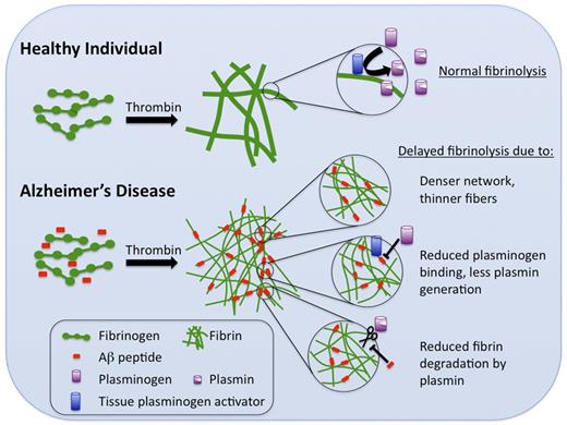 The mechanisms by which Aβ peptide decreases tissue plasminogen activator/plasmin(ogen)-mediated fibrinolysis.