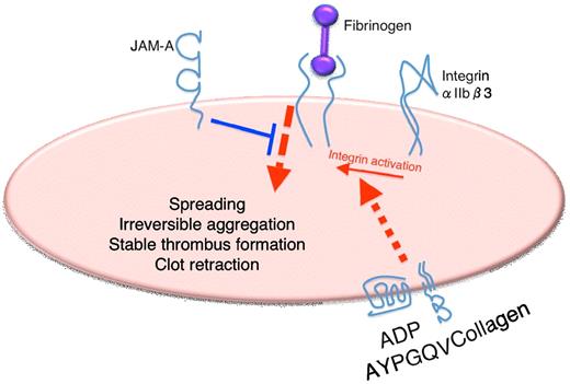 The activation of receptors for collagen, ADP, and AYPGQV (thrombin receptor PAR4 agonist peptide) results in the stimulation of signaling pathways that converge on the activation of the integrin αIIbβ3, its conversion from a low to a high ligand affinity binding state (inside-out integrin signaling). This enables the binding of fibrinogen to the integrin, which stimulates outside-in signaling through the receptor, which is required for platelet spreading, irreversible platelet aggregation, stable thrombus formation, and clot retraction. The absence of JAM-A results in augmented outside-in signaling and associated functional responses. This suggests that JAM-A serves to suppress inappropriate or premature platelet activation through increasing the threshold of activation signals required to trigger platelet function.
