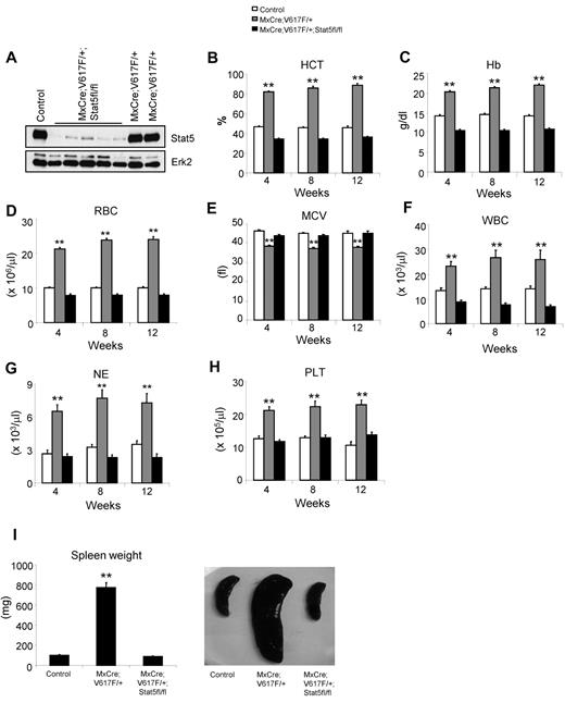Figure 1. Deletion of Stat5 inhibits the development of MPN in Jak2V617F knockin mice. (A) Immunoblot analysis for total Stat5 protein show efficient deletion of Stat5 in the BM of MxCre;Jak2V617F/+;Stat5fl/fl mice after induction with pI:pC. Peripheral blood HCT (B), Hb (C), RBC (D), MCV (E), WBC (F), NE (G), and PLT (H) counts were assessed at 4, 8, and 12 weeks after pI:pC induction in control, MxCre;Jak2V617F/+, and MxCre;Jak2V617F/+;Stat5fl/fl mice (n = 15 for control; n = 17 for MxCre;Jak2V617F/+; n = 28 for MxCre;Jak2V617F/+;Stat5fl/fl mice at all time points). All the peripheral blood parameters in MxCre;Jak2V617F/+;Stat5fl/fl mice were within normal range and comparable with those in controls. Spleen weight/size (I) was significantly reduced in MxCre;Jak2V617F/+;Stat5fl/fl mice compared with MxCre; Jak2V617F/+ mice, and was identical to those of controls (12 weeks after induction with pI:pC; n = 15). Asterisks indicate significant differences by 1-way ANOVA (*P < .05; **P < .005). Data are shown as mean ± SEM