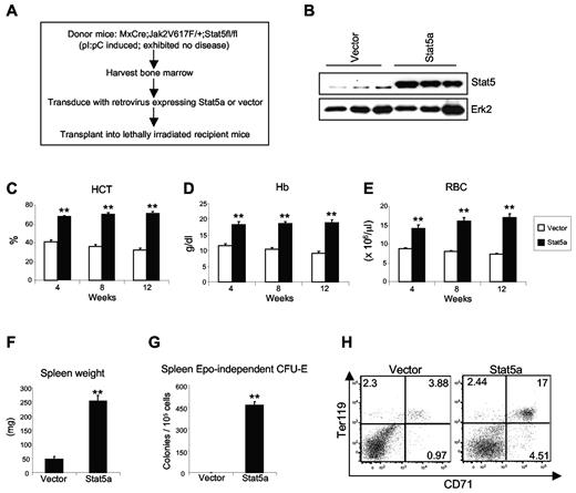 Figure 4. Retroviral expression of Stat5a complements the deficiency of Stat5 in inducing PV by Jak2V617F. (A) Experimental design for rescue of Jak2V617F-induced PV by retroviral transduction/transplantation of Stat5a in the BM of Stat5-deficient Jak2V617F-expressing (MxCre;Jak2V617F/+;Stat5fl/fl) mice. (B) Immunoblot analysis of Stat5 protein levels in leukocytes 4 weeks after transplantation. Erk2 was used as a loading control. Peripheral blood HCT (C), Hb (D), and RBCs (E) were significantly increased in recipients receiving Stat5a-transduced BM (n = 4). Blood counts were measured at 4, 8, and 12 weeks after transplantation. Data are represented as mean ± SEM. Spleen weight (F) and Epo-independent CFU-E colonies (G) were also markedly elevated in mice receiving Stat5a-transduced BM compared with those receiving vector-transduced BM. Data are presented as mean ± SEM. Asterisks show significant differences by t test (**P < .005). (H) Flow cytometric analysis demonstrates a marked increase in CD71+Ter119+ erythroid precursors in the spleens of recipient mice transplanted with Stat5a-transduced BM compared with those with vector-transduced BM. Shown are representative dot plots from 3 independent experiments.