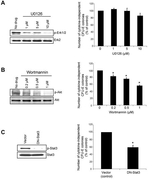 Figure 6. Erk, Akt and Stat3 are dispensable for hematopoietic transformation induced by Jak2V617F. (A) Left panel: inhibition of Erk1/2 phosphorylation in the BM of Jak2V617F knockin mice by MEK inhibitor U0126. Right panel: BM cells from Jak2V617F knockin mice were plated in the methylcellulose medium in the absence of cytokine with indicated concentrations of U0126. CFU-E colonies were counted after 2 days. (B) Left panel: inhibition of Akt phosphorylation in the BM of Jak2V617F knockin mice by Akt inhibitor wortmannin. Right panel: BM cells from Jak2V617F knockin mice were plated in the methylcellulose medium in the absence of cytokine with indicated concentrations of wortmannin. CFU-E colonies were counted after 2 days. (C) Effect of dominant negative Stat3 (DN-Stat3) on phosphorylation/activation of Stat3 in the BM of Jak2V617F knockin mice and erythroid transformation mediated by Jak2V617F. BM from induced MxCre;V617F/+ mice were transduced with retrovirus expressing either DN-Stat3 or vector. After selection with puromycin (2 μg/mL) for 2 days, BM cells (1 × 105) were plated in methylcellulose medium without any cytokine (Methocult M3234). CFU-E colonies were counted after 2 days. Notably, expression of DN-Stat3 in the BM of Jak2V617F knockin mice almost completely inhibited phosphorylation of Stat3 (left panel); however, erythroid transformation induced by Jak2V617F was only partially inhibited (right panel). Asterisks show significant differences (*P < .05; **P < .005). Data are shown as mean ± SEM.