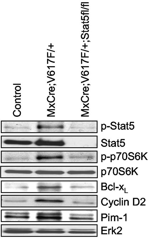 Figure 7. The effects of Stat5 deficiency on signaling mediated by Jak2V617F in primary hematopoietic cells. BM from control, MxCre;Jak2V617F/+, and MxCre;Jak2V617F/+;Stat5fl/fl mice were factor-deprived for 15 hours. Cell lysates were prepared by direct boiling in 2× sample buffer and subjected to immunoblotting with phospho-specific antibodies against Stat5 or p70S6K, and total antibodies against Stat5, p70S6K, Bcl-xL, Cyclin D2, and Pim1. Erk2 was used as loading control.
