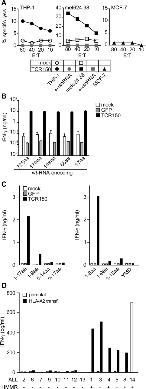 Figure 2. Characterization of Ag specificity using TCR150-transgenic lymphocytes. (A) Specific lysis of parental THP-1 and mel624.38 (black symbols) or HMMR-specific shRNA-treated THP-1 or mel624.38 (gray symbols) by TCR150-transgenic PBLs, measured in a standard chromium-release assay. The HMMRlow cell line MCF-7 (black triangles) and mock PBLs with THP-1 or mel624.38 (open symbols) served as controls. (B) IFN-γ secretion (ng/mL) of HMMR-specific TCR150-transgenic, GFP-transduced, or mock-treated PBLs (2 × 105) after stimulation with autologous, HLA-A2+ mature DCs (5 × 104). DCs were pulsed with ivt-RNA encoding full-length HMMR1-725 or deletion mutants encoding aa 1-170, aa 1-108, aa 1-66, or aa 1-17, respectively. (C) IFN-γ release (ng/mL) by 2 × 105 lymphocytes (mock treated, GFP transduced, or TCR150 transgenic) after stimulation with 5 × 104 HLA-A2+ DCs, electroporated with HMMR-derived peptides. Left block depicts DCs pulsed with a long 17-mer (HMMR1-17) and corresponding nonamers; the right block shows DCs loaded with 20 μg of the peptides HMMR1-8, HMMR1-9, HMMR1-10, and irrelevant, tyrosinase-derived YMD peptide. (D) IFN-γ secretion (pg/mL) of TCR150-transgenic PBLs after stimulation with primary ALL cells. Left block shows HMMR− samples; right block depicts HMMR+ samples. All samples except ALL14 were electroporated with ivt-RNA encoding HLA-A*02:01:01:01 and expression was assessed by flow cytometry (approximately 50% positive cells; data not shown). Both HLA-A2− (parental; open bars) and transient HLA-A2+ cells (filled bars) were analyzed for stimulatory capacity in 24-hour cocultures with TCR150-transgenic PBLs at an effector-to-target ratio of 40:1 using 2 × 103 target cells.