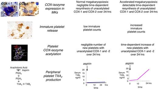 Figure 7. Model of altered aspirin pharmacodynamics in ET. Under conditions of normal megakaryopoiesis, low-dose aspirin acetylates COX isozymes in both circulating platelets and BM megakaryocytes, but negligible amounts of unacetylated enzymes are resynthesized within the 24-hour dosing interval. This pharmacodynamic pattern is associated with virtually complete suppression of platelet TXA2 production in the peripheral blood throughout the dosing interval. Under conditions of abnormal megakaryopoiesis, an accelerated rate of COX-isozyme resynthesis is biologically plausible in BM megakaryocytes, accompanied by faster release of immature platelets with unacetylated enzyme(s) during the aspirin dosing interval, and in particular between 12 and 24 hours after dosing. This pharmacodynamic pattern is associated with incomplete suppression of platelet TXA2 production in the peripheral blood and time-dependent recovery of TXA2-dependent platelet function during the 24-hour dosing interval. Immunohistochemistry panels depict megakaryocytes from an ET patient stained for COX-1 and from a normal subject stained for COX-2 and peripheral washed platelets from an ET patient stained for COX-2 (from Dragani et al16 and Rocca et al33 and unpublished data). Immunohistochemistry samples in the inserts were analyzed with an Axioskop light microscope (Zeiss) at a numeric aperture of 1.3 in oil. Original magnification ×1000. Images were photographed with a CoolPix 950 digitial camera (Nikon).