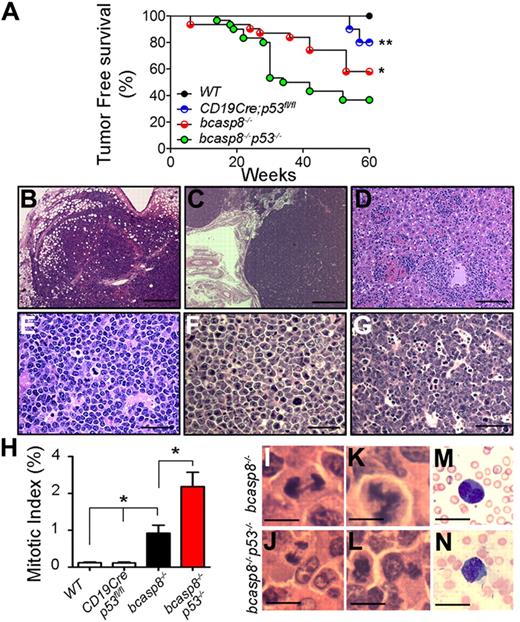 Figure 2. Increased frequency and shorter latency of B-cell lymphomagenesis in the absence of casp8 and p53. Kaplan-Meier analysis of the tumor-free survival in cohorts of WT (n = 12), bcasp8−/− (n = 31), CD19Cre;p53fl/fl (n = 10), and bcasp8−/−p53−/− (n = 30) mice. *P = .04 for the log-rank test between survival curves of bcasp8−/−p53−/− and bcasp8−/− mice and **P = .015 for bcasp8−/−p53−/− and CD19Cre;p53fl/fl mice. (B-C) H&E staining of LNs infiltrated with proliferating bcasp8−/−p53−/− tumor cells. Bar indicates 250 μm in panel B and 500 μm in panel C. (D) bcasp8−/−p53−/− lymphomas infiltrating hepatic sinusoids and periportal spaces. Bar indicates 100 μm. (E-G) High magnification showing tumors with high mitotic index. Bar indicates 50 μm. (H) Mitotic index of tumors from WT (n = 5), p53−/− (n = 3), bcasp8−/− (n = 3), and bcasp8−/−p53−/−(n = 3) mice. Ten different fields were counted for each tumor. *Student t test indicated statistical significance. (I-J) Representative anaphase bridges in H&E-stained tumors from bcasp8−/− mice (I) and bcasp8−/−p53−/− mice (J). (K) Representative abnormal multipolar metaphase observed in H&E-stained tumors from bcasp8−/− mice. (L) Representative abnormal asymmetric metaphase observed in H&E-stained tumors from bcasp8−/−p53−/−mice. (M-N) Binucleated tumor cells in blood smear (N) and touch smear from kidney of bcasp8−/− mice. Bar indicates 10 μm in panels I through N.
