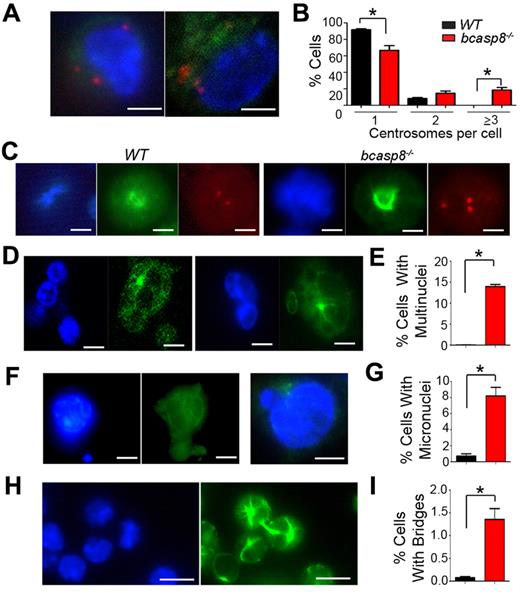 Figure 3. Cytokinesis defects in casp8−/− B cells. (A) Two independent bcasp8−/− B-cell lymphomas were immunostained with anti–γ-tubulin and counterstained with DAPI to visualize centrosomes and DNA, respectively. Bar indicates 10 μm. (B) Graphs depicting the percentages of WT and bcasp8−/− tumors with 1, 2, or ≥ 3 centrosomes. (C) Abnormal spindle pole formation and chromosomal segregation defects in casp8−/− B cells. B cells from WT mice are also shown. Cells were immunostained with anti–γ-tubulin (red) to visualize centrosomes, anti–α-tubulin (green) to visualize mitotic spindles, and counterstained with DAPI (blue) to visualize chromatin. Bar indicates 10 μm. (D) Two independent bcasp8−/− B-cell lymphomas were immunostained with anti–α-tubulin and counterstained with DAPI to visualize multinucleated cells. Bar indicates 10 μm. (E) Graphs depicting the percentages of WT and bcasp8−/− B-cell lymphomas with multinuclei. (F) Two independent bcasp8−/− B-cell lymphomas were immunostained with anti–α-tubulin and counterstained with DAPI to visualize micronuclei. Bar indicates 10 μm. (G) Graphs depicting the percentages of WT and bcasp8−/− B-cell lymphomas with micronuclei. (H) bcasp8−/− B-cell lymphomas were immunostained with anti–α-tubulin and counterstained with DAPI to visualize cytoplasmic bridges. Bar indicates 25 μm. (I) Graphs depicting the percentages of WT and bcasp8−/− B-cell lymphomas displaying cytoplasmic bridges. Data are presented as the means ± SD of 4 independent experiments. *P < .05 by Student t test.