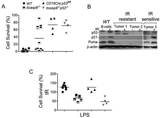 Figure 5. Sensitivity of casp8−/− lymphomas to radiation and LPS-induced killing. (A) B-cell lymphomas from bcasp8−/− mice (n = 12) and bcasp8−/−p53−/− mice (n = 4) and B cells from WT mice (n = 5) and p53−/− mice (n = 4) were irradiated and their survival level examined 24 hours later using propidium iodide staining. (B) Expression of p53, p21, and Puma in bcasp8−/− lymphomas and normal WT B cells was examined using Western blotting. Cells were either untreated or irradiated (6 Gy) and examined 4 hours after IR. (C) B-cell lymphomas from bcasp8−/− mice (n = 8) and bcasp8−/−p53−/− mice (n = 4) and B cells from WT mice (n = 9) and CD19Cre;p53fl/fl mice (n = 4) were treated with LPS and their survival level examined 24 hours later. *P < .05 for bcasp8−/− and bcasp8−/−p53−/− samples versus WT and CD19Cre;p53fl/fl samples by Student t test.