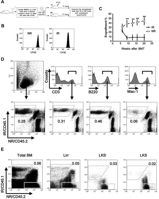 Figure 1. Impaired long-term engraftment of bystander hematopoietic cells. (A) An overall experimental design for the bystander exposure in vivo. Recipient mice of IR received 10 Gy irradiation 1 day before transplantation. (B) A cell proliferation assay. Lin−c-Kit+CFSE+ cells from 20 pooled mice were sorted and injected into IR or NR recipients. Seventeen hours after transplantation, the transplanted cells were analyzed for their divisions according to the intensity of CFSE by flow cytometry. Data presented were obtained from 1 of the 2 experiments with identical results. (C) Engraftment levels at different time points in blood. Homed Lin−c-Kit+ donor cells from IR and NR recipients were sorted 17 hours after transplantation and transplanted into lethally irradiated congenic recipients (1-2 × 104 cells/mouse) in the cBMT model. Engraftment levels of donor cells at different time points after transplantation were represented by the frequencies of donor cells in blood. **P < .01. n = 6. This is a representative summary from 3 experiments with consistent results. (D-E) Representative ratios in blood (D) and BM (E) 20 weeks after the transplantation. The ratios of CD45.1+ (IR) to CD45.2+ (NR) in blood at whole or different lineages (D), and in BM at whole or different hematopoietic subsets (E) are shown. The figures show the representative data from 1 of 3 mice.