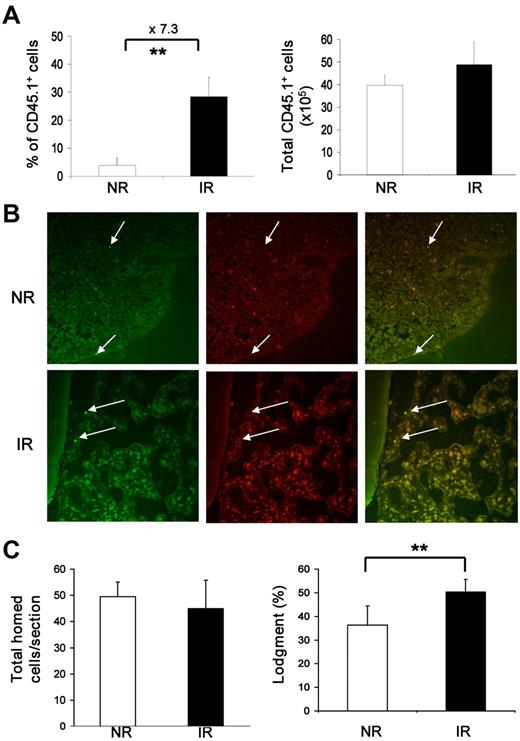 Figure 2. Normal homing and localization of transplanted hematopoietic cells in recipient BM. (A) Frequencies and total numbers of homed BMNCs in recipient BM. BM cells pooled from 3 mice (CD45.1+) were injected into IR or NR recipients (CD45.2+). Seventeen hours after transplantation, BM cells were harvested and stained with anti-CD45.1 and CD45.2. The frequency of donor cells was then measured by flow cytometry. Total absolute number of donor cells was also calculated. **P < .01. n = 4. (B) Localization of the homed cells. CFSE-labeled Lin−c-kit+ cells were injected into IR or NR recipients that were scarified 17 hours after transplantation. The homed cells were identified on the sections of femurs based on CFSE staining with fluorescence microscopy. Images show the cells under a 490/20-nm filter (green, left), 555/28-nm filter (red, center column) and their overlay (right). Arrows indicate homed cells. The top panel was from a NR recipient, and the bottom panel was from an IR recipient. The photograph was taken under 40×/0.60 by a digital camera (RT Slider-Spot, model 2.3.1.1.) with Spot Version 4.0.9 software (Diagnostic Instruments). Adobe Photoshop CS Version 8.0 (Adobe System) and Microsoft Office PowerPoint 2003 software were used for image sizing and displaying. (C) Enumeration of the homed cells in proximity to the endosteal niche. Total homed cells from NR and IR recipients per section were counted, and the lodgment was quantified by the proportion of homed cells located within the endosteal region. **P < .01. n = 20 sections.
