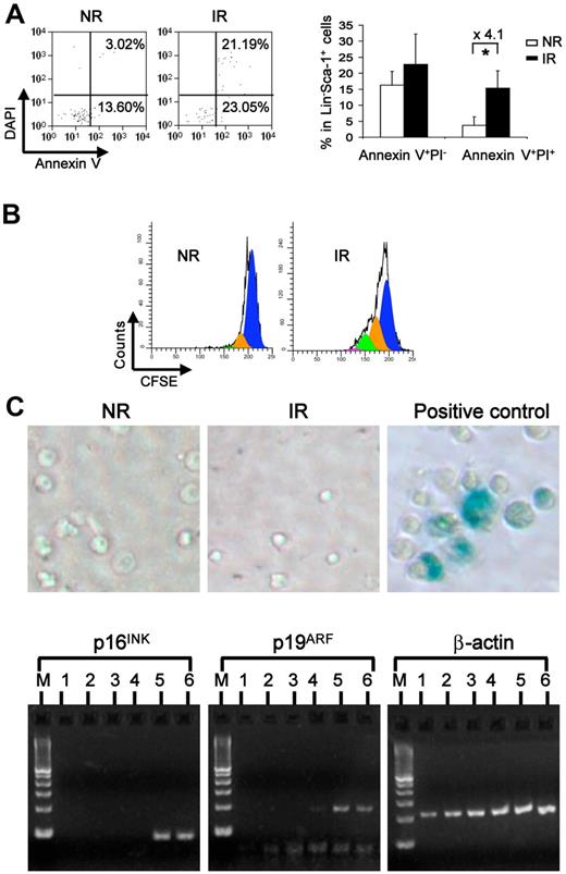 Figure 3. Increased apoptosis and proliferation without overt senescence of bystander hematopoietic cells. (A) Apoptosis of the resided hematopoietic cells. Apoptosis was measured in homed Lin−Sca-1+ cells with multicolor flow cytometry combining surface markers of CD45.1, CD45.2, lineage, Sca-1 with annexin V, and DAPI. Plots were gated on homed donor Lin−Sca-1+ cells (left). Percentage of early apoptosis (annexin V+DAPI−) and late apoptosis was compared between NR and IR recipients (right). *P < .05. n = 3 or 4. (B) Cell proliferative potential. Transplanted BMNCs were labeled with CFSE before injection. Three days later, the division of donor Lin− cells in NR or IR recipients was analyzed according to the intensity of CFSE in flow cytometry. The representative plots were generated from ModFit Version 3.1 software. (C) Senescence of the bystander cells from the irradiated hosts. Homed Lin−Sca-1+ cells from NR and IR were sorted and stained with X-gal for detecting the β-gal activity. Blue color in the cells indicated positive activity of β-gal. Lin−Sca-1+ cells cultured in the medium containing 50 ng/mL of stem cell factor, 50 ng/mL of Flt3, and 10 ng/mL of thrombopoietin at 37°C, 5% CO2 for 10 days were used as positive control. Real-time RT-PCR was performed for examining the mRNA expression of p16INK4A and p19ARF in homed cells 17 hours after transplantation. M indicates DNA ladder. Lanes 1 and 2 represent homed Lin−Sca-1+ cells from IR recipients; lanes 3 and 4, homed Lin−Sca-1+ cells from NR recipients; and lanes 5 and 6, positive controls.