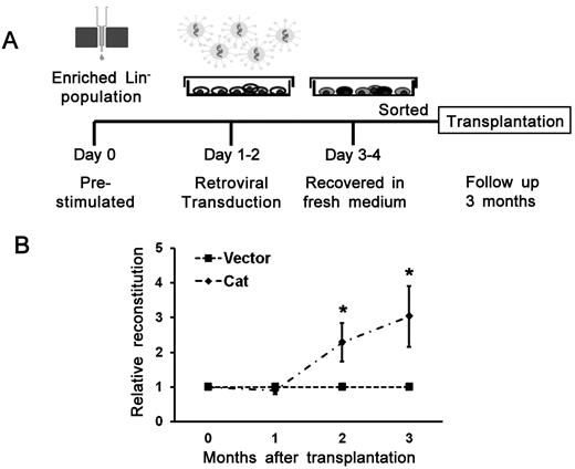 Figure 7. Improved engraftment of bystander hematopoietic cells by ectopically expressing catalase. (A) A schematic illustration of retrovirus generation, transduction into hematopoietic cells, and transplantation. (B) Improved engraftment by ectopically expressing catalase in cBMT assay. Catalase (Cat) overexpressed HSCs showed higher engraftment potential than that of control vector transduced cells. Data are mean ± SEM of relative ratios of catalase to control in the peripheral blood of 3 independent transplantation experiments. *P < .05. n = 19 in the vector group; n = 13 in the Cat group (3 experiments in total).