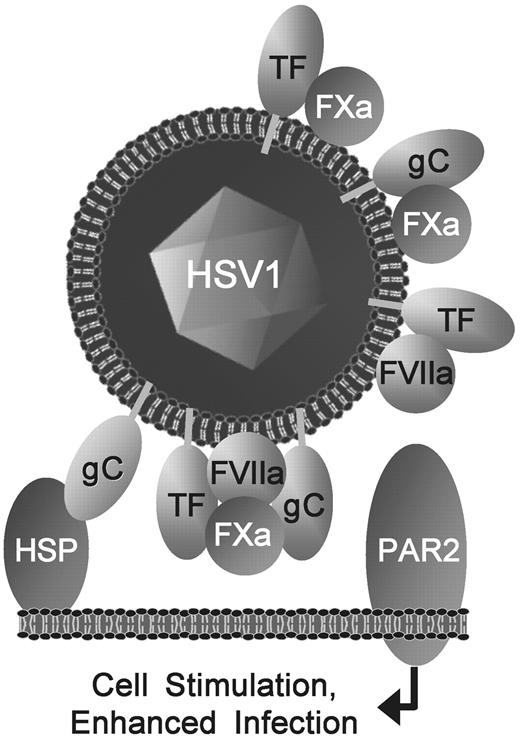 Figure 7. Pleiotropic viral TF and gC enhance FXa- and FVIIa-mediated infection by activating cellular PAR2. TF, gC, and proPL on the HSV1 surface initiate coagulation.14,16,17 Binding of HSV1 to the host cell (eg, via gC-heparan sulfate proteoglycan, HSP), positions FVIIa and FXa proximal to PARs, where viral TF and gC combine with FVIIa and FXa, presumably in a quaternary complex, to enhance infection optimally by stimulating PAR2. A novel gC-FXa binary combination and known TF-FXa and TF-FVIIa also enhance PAR2-mediated infection. In contrast, independently of TF or gC on the virus, thrombin increases HSV1 infection through PAR1 (not shown). Therefore, HSV1 exploits multiple hemostatic functions of TF and gC to augment infection of cells.