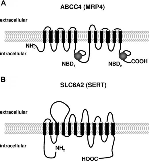 Figure 1. Typical membrane topologies predicted for ABC and SLC transporters. (A) Structure of MRP4 (ABCC4) consisting of 2 clusters of 6 membrane-spanning segments and 2 regions containing nucleotide binding domains (NBDs). (B) Structure of the serotonin uptake transport (SERT, SLC6A2) exhibiting a cluster of 12 membrane-spanning segments.