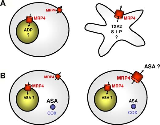 Figure 2. Proposed functions of MRP4 in mediator storage and drug resistance depending on its localization. (A) Role of MRP4 in mediator storage and release in normal resting and activated platelets. In resting platelets, MRP4 is mainly present in the membrane of dense granules10,13,14 and mediates sequestration of mediators and possibly other compounds into these organelles (left panel); in activated platelets, MRP4 among other granule membrane proteins is inserted into the plasma membrane on granule exocytosis and may then contribute to the release of a variety of compounds, including de novo generated lipid mediators (right panel). (B) Proposed role of MRP4 in aspirin resistance. As suggested by Mattiello et al,14 aspirin effect on platelets is little related to MRP4-mediated aspirin transport in normal platelets, although MRP4 may sequestrate a part of the drug into dense granules (left panel). In patients after coronary artery bypass graft surgery, however, MRP4 is up-regulated on the plasma membrane already in resting platelets and mediates active extrusion of aspirin from the cells resulting in an insufficient intracellular COX-1 inhibition by this drug14,33 (right panel).
