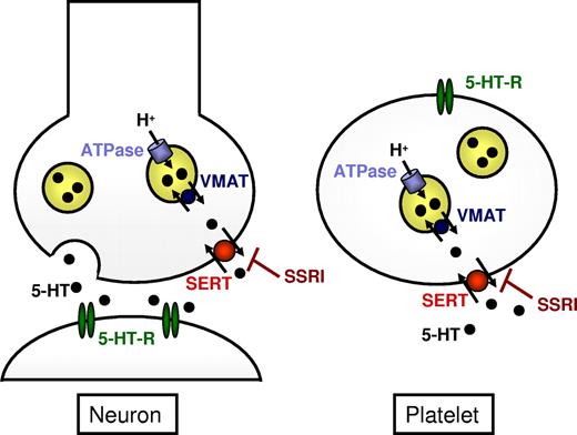 Figure 3. Transport and storage of monoamine mediators in neurons and platelets. SERT mediates reuptake of serotonin (5-HT) in neurons as well as uptake into platelets and is inhibited by tricyclic antidepressants and SSRIs.18,79 The storage in dense vesicles is supposed to be mediated by the VMAT (SLC18A).85–87 The energy for this transport is provided by the function of the vacuolar H+-ATPase. 5-HT-R indicates serotonin receptor.