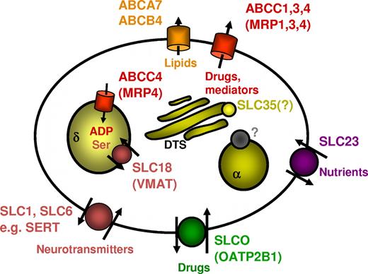 Figure 4. Platelet transporters and their proposed functions at a glance. Platelets express a variety of SLC and ABC transporters, which are located in the plasma membrane as well as in the membranes of intracellular compartments,such as the dense (δ) and α (α) granules, and in other intracellular membrane systems, such as the dense tubular system (DTS; for details and references, see Table 1). They play a vital role in the uptake, sequestration, and release of mediators involved in platelet function. With respect to pharmacotherapy, the platelet represents a pharmacokinetic microcompartment, in which the interplay between uptake and elimination transporters determines intracellular drug concentrations.
