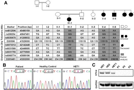 Figure 2. Linkage analysis of index family, STK4 mutation, and absence of STK4 protein expression in the patients. (A) Pedigree of the family with SNP and microsatellite markers on chromosome 20. Gray shading represents the homozygous interval. Nomenclature of the persons in the text is as follows: II-1 indicates HET2; II-2, HET1; II-4, P1; II-5, P2; and III-1, P3. (B) Sanger sequencing of STK4 shows a nucleotide substitution G/A in exon 7, which leads to premature stop codon mutation. (C) Detection of STK4 protein in PBMCs by Western blot. All 3 STK4-deficient patients do not show any protein expression.