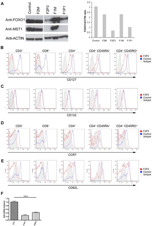 Figure 4. Down-regulation of FOXO1, IL-7Rα, CCR7, and CD62L expression in MST1-deficient T cells. (A) Left: Western blot showing FOXO1 and MST1 protein level in whole-lymphocyte lysates from a healthy control, 2 heterozygous patients (patients F2M and F1M), and 2 MST1-deficient patients with different homozygous nonsense mutations (patients F1P1 and F2P3). Actin served as a loading control. Right: Abundance of FOXO1 relative to actin (signal intensity measurement). Results are presented as the FOXO1/actin ratio (in arbitrary units). Data are representative of 3 independent experiments. (B-C) IL-7Rα (CD127) and common cytokine receptor γ-chain (CD132) expression on CD3, CD8, CD4, CD4 CD45RA+, and CD4 CD45RO+ T cells from a control and an MST1-deficient patient (F2P2). Similar results were obtained for cells from F1P1. One of 6 experiments with similar results is shown (4 independent experiments for F2P2 and 2 for F1P1). (D-E) CCR7 and CD62L expression by freshly isolated control and MST1-deficient (F2P2) PBMCs. One of 6 experiments with similar results is shown (4 independent experiments for F2P2 and 2 for F1P1). (F) Quantitative PCR analysis of KLF2 mRNA expression. KLF2 transcript levels were quantified as the -fold difference normalized against ACTA1 (β-actin) mRNA levels in control (Ctr.) and MST1-deficient (F1P1 and F2P2) PBMCs.