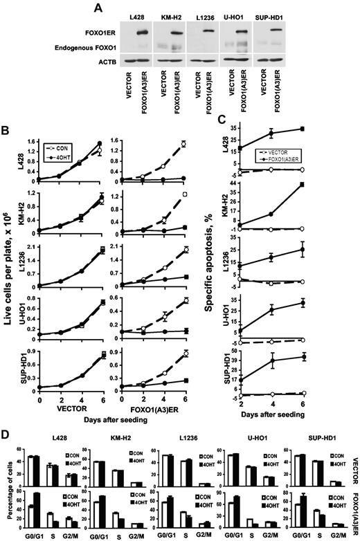 Figure 3. FOXO1 induces growth arrest and apoptosis in cHL cell lines. (A) Expression of FOXO1(A3)ER in clones of cHL cell lines. Western immunoblot using antibodies specific for FOXO1 and ACTB as loading control are shown. (B) Growth-inhibitory effect of FOXO1. cHL cell lines stably expressing the empty vector or the vector containing FOXO1(A3)ER were seeded in a 6-well plate in 2 mL of complete culture medium at a density of 1 × 105 cells/well and treated with 4-OHT at a concentration of 200nM or with a vehicle. Numbers of live cells were calculated by hemacytometer using trypan blue staining (C). Apoptosis was measured by annexin V–PE/7-amino-actinomycin D staining at the same time points as cell counting. Data represent the mean ± SD of 3 independent experiments. (D) FOXO1 activation inhibits cell-cycle transition. A total of 1 × 106 cells were seeded in 10 mL of complete medium. The experimental group was treated with 200nM 4-OHT. After 24 hours of incubation with 4-OHT, cells were harvested and cell-cycle distribution was analyzed by propidium iodide. Bars represent the mean of 3 measurements ± SD. The data are representative of at least 3 independent experiments that gave similar results.
