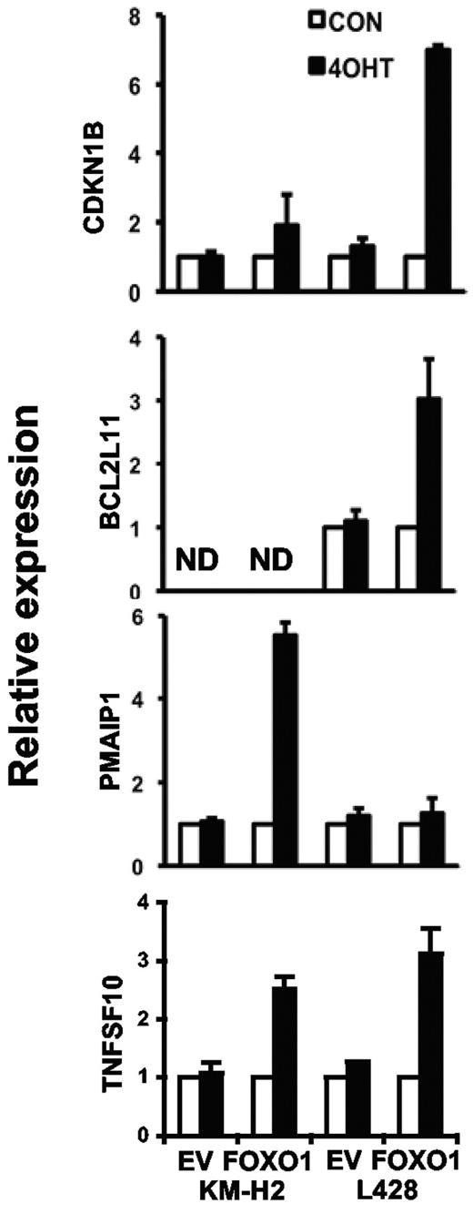 Figure 4. Activation of the FOXO target genes. KM-H2 and L428 cell lines expressing FOXO1(A3)ER were treated or not treated with 200nM 4-OHT. Twenty-four hours later, cells were harvested and TNFSF10, PMAIP1, BCL2L11, and CDKN1B mRNA expression was assessed as described in Figure 2. ND indicates not detected; and EV, empty vector. Data are mean of relative expression ± SD. The measurements were done in triplicates.