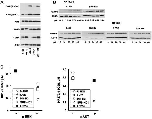 Figure 5. AKT and ERK kinases inhibitors restore FOXO1 expression in cHL cell lines. (A) Constitutive activation of ERK and AKT kinases in cHL cell lines. Cell lysates of cHL cell lines were probed with antibodies specific for p-Akt(Thr308), p-Akt(Ser473), and p-ERK. The antibody to ACTB and to the total AKT and ERK were used as loading controls. (B) AKT and ERK inhibitors restore FOXO1 expression in cHL cell lines. A total of 1 × 106 cells were seeded in 3 mL of complete medium per well of a 6-well plate. The KP372-1 or U0126 kinase inhibitors were added at the same day. Twenty-four hours later, the cells were harvested and FOXO1 expression was detected by immunoblot. (C) Sensitivity of the cHL cell line to AKT inhibitor KP372-1 and to ERK inhibitor U0126. A total of 2 × 104 cells were seeded per well of a 96-well plate simultaneously with the kinase inhibitors at different concentrations. Sixty hours later, the viability of the cells was assessed by MTT staining. IC50 of U0126 and KP372-1 for p-ERK or p-AKT negative (−) and positive (+) cHL cell lines, respectively. The experiments were done in triplicate.