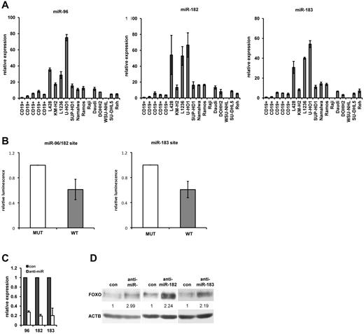 Figure 6. The miR-183, miR-96, and miR-182 are involved in FOXO1 repression in cHL cell lines. (A) Expression of miR-183, miR-96, and miR-182. The total RNA was extracted from CD19+ tonsillar cells obtained from 5 different patients. cHL and NHL cell lines and expression of miRNAs were measured by quantitative RT-PCR. U6 mRNA was used as reference. The data were analyzed with the comparative Ct method and represent mean ± SD. (B) miRNA regulation of FOXO1 3′-UTR. miRNA activity in L428 cells was measured by electroporation of psi-CHECK-2 vector bearing either a specific wild-type target sequence (WT) common for miR-96 and miR-182, or for miR-183 sequence. The relevant mutated sequences (MUT) with mutated nucleotides in the seed region were used as control. Activity is expressed as mean ± SD of ratio of Renilla to firefly luciferase activity normalized to the mutated control. (C) Inhibition of miRNA expression by specific anti-miRNAs. L428 cells were transfected with anti-miRNAs or with the negative control RNAs. Twenty-four hours later, miRNA expression was measured by quantitative RT-PCR and analyzed and presented as described for panel A. (D) Effect of miRNA overexpression on FOXO1 levels. L428 cell line was transfected with anti-miRs or with the negative control RNAs. Forty-eight hours after transfection, the cells were harvested and FOXO1 expression was analyzed by immunoblot. ACTB was used as a loading control. The protein expression was quantified with the help of ImageJ 64 software (http://rsbweb.nih.gov/ij). All experiments were done in triplicate.