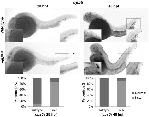 Figure 1. The zebrafish notch signaling mutant mindbomb (mibta52b) displays decreased cpa5 expression. WISH using a digoxigenin-labeled RNA antisense probe to zebrafish cpa5 was performed at 28 and 48 hpf. Bar graphs represent the percent of embryos categorized by WISH expression levels. At 28 hpf, the mibta52b mutant (n = 107) shows a dramatic decrease in cpa5 expression compared with wild-type embryos (n = 96), whereas at 48 hpf, the mibta52b mutant (n = 19) displays reduced cpa5 expression in the ALM and absent cpa5 expression in the CHT compared with wild-type (n = 12). Insets: Magnified view of the area of interest (5× objective, MZ6 microscope; Leica).