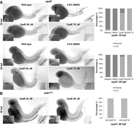 Figure 2. Notch pathway inhibition of wild-type embryos by the γ-secretase inhibitor CpdE similarly displays decreased cpa5 expression. WISH using a digoxigenin-labeled RNA antisense probe to zebrafish cpa5 was performed at 30 and 48 hpf. Bar graphs represent the percent of embryos categorized by WISH expression levels. (A) Treatment with 50μM CpdE results in a decrease in cpa5 expression at 30 hpf (n = 35), whereas treatment with 75μM CpdE shows absent cpa5 expression (n = 10) compared with untreated controls (n = 44). Similarly, at 48 hpf, treatment with CpdE shows a dose-dependent decrease in cpa5 expression (n = 25 for 50μM CpdE, n = 30 for 75μM CpdE, n = 24 for wild-type embryos). DMSO 0.5% was used as a control, and from this group 24 and 23 embryos were analyzed at 30 and 48 hpf, respectively. (B) Treatment with 25 or 50μM CpdE results in a dose-dependent decrease of cpa5 expression in mibta52b mutants at 48 hpf, both anteriorly and posteriorly (n = 12 for 25μM, n = 11 for 50μM CpdE). Insets: Magnified view of the area of interest (5× objective, MZ6 microscope; Leica).