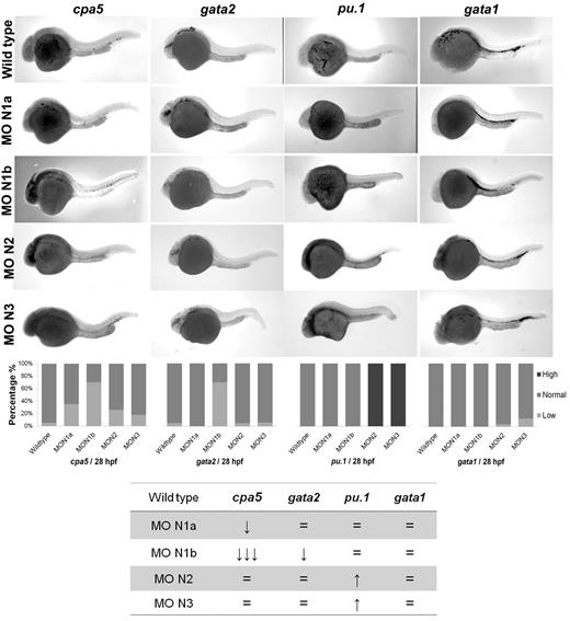 Figure 3. Morpholino knockdown reveals a specific requirement of notch1b for embryonic mast cell development in zebrafish. Morpholinos to zebrafish notch gene homologs were injected in 1 to 4 cell stage wild-type embryos followed by WISH for cpa5, gata2, pu.1, and gata1. notch1b morphants demonstrate a dramatic decrease in the level of cpa5 expression and reduced gata2 expression at 28 hpf, implicating a key role for notch1b in mast cell development mediated through gata2. Bar graphs represent the percent of embryos categorized by WISH expression levels. The table summarizes the predominant phenotype observed for each probe with each morpholino. The numbers of wild-type embryos, notch1a, notch1b, notch2, and notch3 morphants analyzed for each probe were n = 37, 17, 33, 19, and 11 for cpa5; n = 13, 9, 5, 10, and 9 for pu.1; n = 36, 9, 8, 23, and 24 for gata1; and n = 19, 12, 10, 22, and 16 for gata2. MO indicates morpholino; N1a, notch1a; N1b, notch1b; N2, notch2; and N3, notch3. 5× objective, MZ6 microscope (Leica).