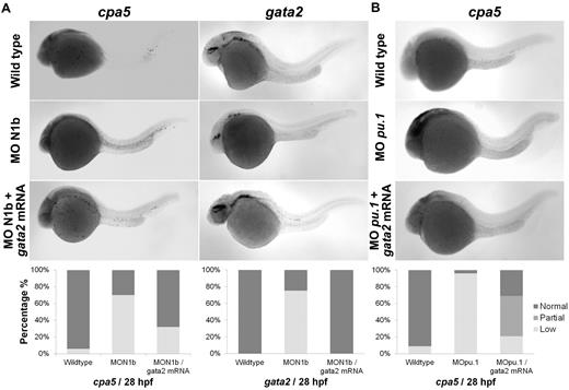 Figure 4. Rescue of embryonic mast cells completely in notch1b morphants and partially in pu.1 morphants by injecting gata2 mRNA. Zebrafish notch1b or pu.1 morpholino and gata2 mRNA were injected in 1 to 4 cell stage wild-type embryos followed by WISH for cpa5 expression at 28 hpf. (A) notch1b morphants demonstrate decreased cpa5 expression (n = 33) and gata2 expression (n = 8) compared with wild-type embryos (n = 34 and 16, respectively) that is completely rescued by injecting gata2 mRNA (n = 25). (B) pu.1 morphants demonstrate a dramatic decrease in cpa5-positive mast cells (n = 24) compared with wild-type embryos (n = 34) that is partially rescued by injecting gata2 mRNA (n = 29; Leica MZ6 microscope, 5× objective). Bar graphs represent the percent of embryos categorized by WISH expression levels.