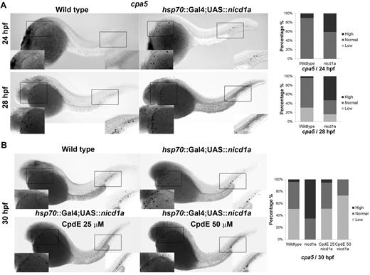 Figure 5. Zebrafish nicd1a overexpression results in an increase of cpa5-positive embryonic mast cells, which can be reversed by Notch inhibition using CpdE. WISH using a digoxigenin-labeled RNA antisense probe to zebrafish cpa5 was performed at different time points in hsp70::GAL4;UAS::nicd1a embryos heat shocked at 13 to 15 hpf. Bar graphs represent the percent of embryos categorized by WISH expression levels. (A) Overexpression of nicd1a results in an increase in the number of cpa5-positive mast cells at 24 hpf (n = 22) and 28 hpf (n = 49) compared with wild-type embryos (n = 20 and 52, respectively). (B) Treatment of hsp70::GAL4;UAS::nicd1a transgenic embryos (n = 43) with the Notch inhibitor CpdE for 8 hours (22-30 hpf) restores wild-type cpa5 expression levels at 25μM (n = 39) with further reduced expression at 50μM (n = 41) compared with wild-type embryos (n = 47). Insets: Magnified view of the area of interest (5× objective, MZ6 microscope, Leica).