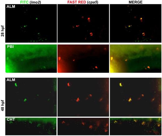 Figure 6. Mast cells originate from EMP at 28 to 48 hpf. Double WISH using digoxigenin-labeled RNA antisense probe to zebrafish cpa5 stained with Fast Red and fluorescein-labeled RNA antisense probe to zebrafish lmo2 demonstrate coexpression of the zebrafish EMP marker lmo2 with the mast cell specific marker cpa5 at the ALM and posterior blood island (PBI) at 28 hpf, and at both the ALM and the CHT at 48 hpf (40× objective, Z1 inverted stereo-microscope; Carl Zeiss).