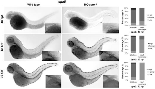Figure 7. Mast cells arise from HSCs from 48 to 72 hpf. Two morpholinos targeting the zebrafish runx1 gene were injected in 1 to 4 cell stage wild-type embryos followed by WISH for cpa5. runx1 morphants demonstrate a mild decrease in the number of cpa5-positive mast cells at 48 hpf (n = 28) and a progressive decrease at later time points, 60 hpf (n = 14) and 72 hpf (n = 41), compared with wild-type embryos (n = 31, 16, and 17, respectively), implicating that HSCs contribute to the production of the definitive mast cell lineage (5× objective, MZ6 microscope; Leica). Insets: Higher magnification views of the anterior of the embryos. Bar graphs represent the percent of embryos categorized by WISH expression levels. MO indicates morpholino.