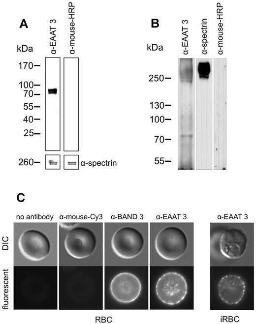 Figure 5. Detection of EAAT3 using Western blot and indirect immunofluorescence. (A-B) Western blots of the membrane fraction of uninfected human erythrocytes. For panel A approximately 2 × 107 cells were lysed and the membrane fraction was separated on a 5%-15% SDS-PAGE. The separated membrane proteins were blotted onto nitrocellulose and probed with a monoclonal antibody against EAAT3 (left lane). Spectrin served as a loading control. Incubation of the blot with the secondary (rabbit anti–mouse) antibody alone gave no detectable bands (right lane). For panel B approximately 5 × 107 cells were lysed and the membrane fraction was separated on a 4%-12% SDS-PAGE. The gel was processed as described for panel A. (C) IFA images showing punctate staining of the membrane of both uninfected (RBC) and P falciparum–infected (iRBC) human erythrocytes by the anti-EAAT3 monoclonal antibody. Uninfected erythrocytes (left panel) and erythrocytes infected with trophozoite stage parasites (right panel) were fixed and incubated either without antibody, with the secondary antibody alone, with an antibody against human band 3, or with an anti-EAAT3 monoclonal antibody. The cells were subsequently incubated with an anti–mouse antibody conjugated to the fluorescent dye Cy3 and analyzed by fluorescence microscopy.